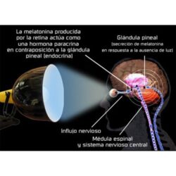 Nota técnica de la Lámpara de luz natural del Doctor Lefebure® 2008