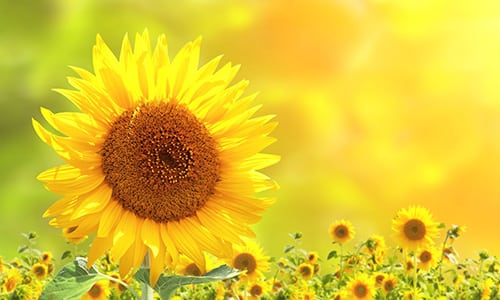 Luz interior y fosfenos