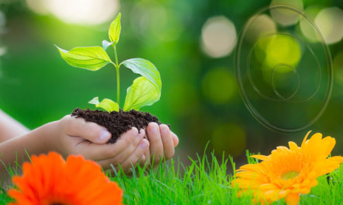 Aceites esenciales y fosfenos, la luz interior y el alma de la planta