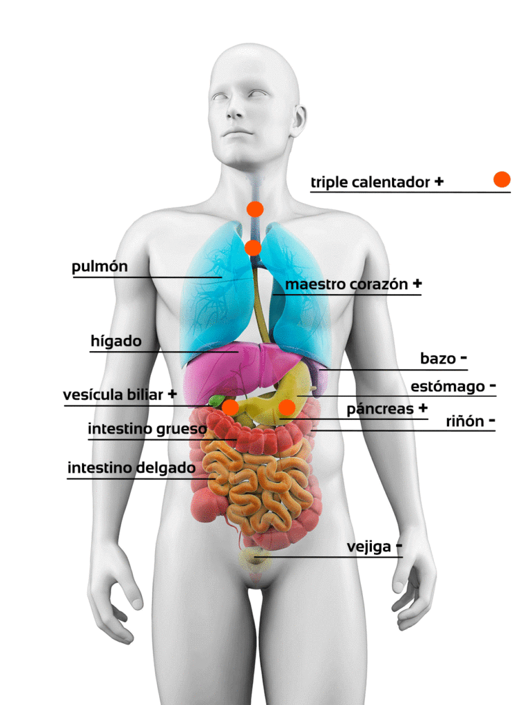 Energía de los Zang-Fu previa a la proyección fosfénica